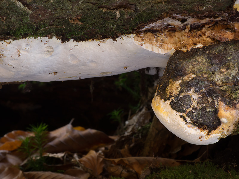 Perenniporia subacida